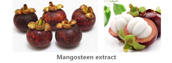 Mangosteen extract