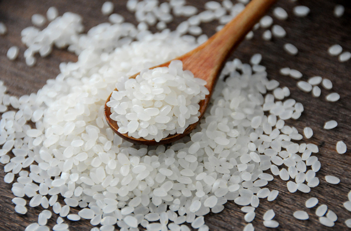 rice protein rice protein